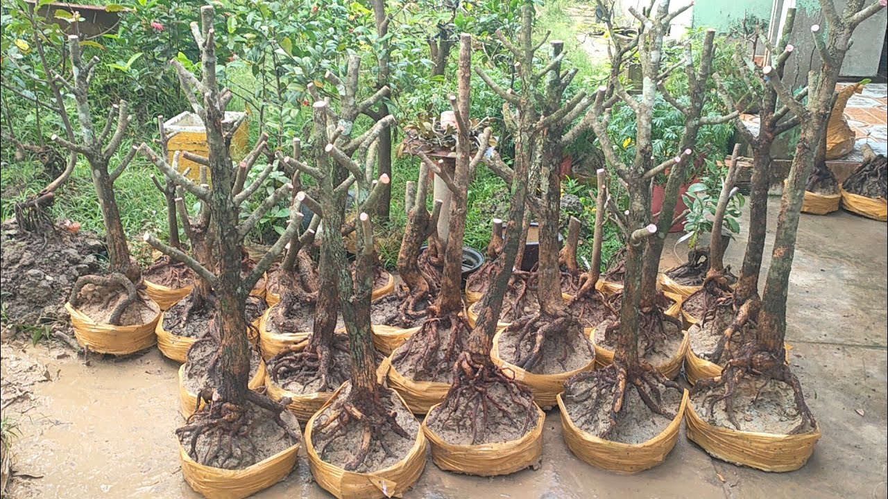 phôi mai tứ quý ngày 2/3 liên hệ zalo 0974112414 đt 0336425620 lợi