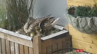 Man lowers ducklings from 9th floor in second year on balcony (UK) - BBC News - 5th May 2021