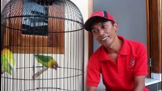 BONGKAR RAHASIA SELENA BURUNG 700RIBU TOLAK MAHAR 1 MOTOR BARU