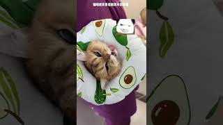 【牛奶是只猫】手印为证，是自愿的！不许记仇哦！