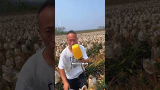 China Farmers’ Smart Selling Trick 🍊 | Fresh Fruit Marketing That Sells Fast!