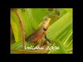 VELIDHU VIDEO 2009