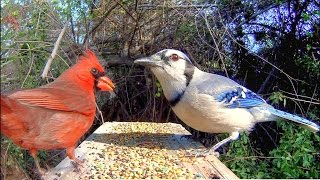 Close-up looks at gorgeous Northern Cardinals and Blue Jays - two of the most common, but most colorful North American Backyard 