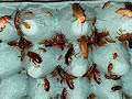 Care & Cleaning of your Red Runner Colony