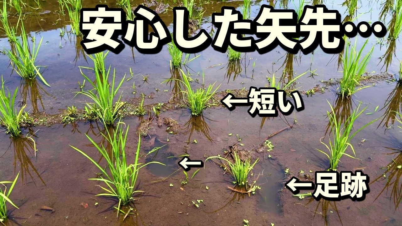 The Rice Planting Was Done, and I Thought I Could Finally Relax… I