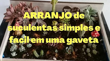 Como plantar suculenta no caixote?