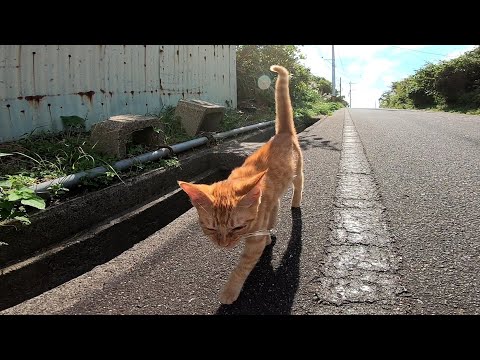 島一周の旅に付いてきた子猫が途中で歩けないと駄々をこねたので抱っこして連れて行った