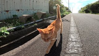 島一周の旅に付いてきた子猫が途中で歩けないと駄々をこねたので抱っこして連れて行った