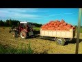 история посадки и уборки картофеля