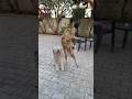 dog sound | kutta | dog voice | kutte ki video | dog sounds | dog barking #shorts