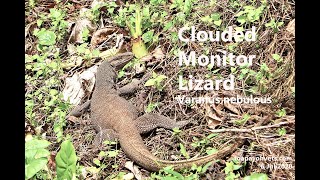 #Singapore Wildlife. A clouded monitor lizard in Singapore basks