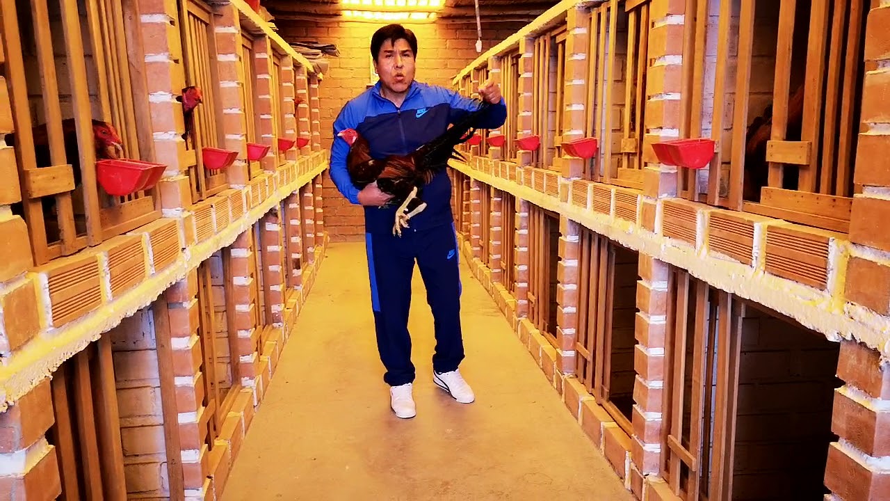 PRESENTANDO COMBATIENTES DE MI GALPÓN.