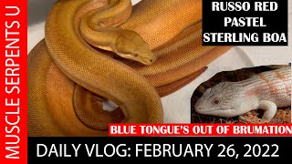 BEST STERLING BOA HOLDBACK! Plus Blue Tongues  Out of Brumation  2-26-22 Profile