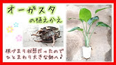 観葉植物 オーガスタの植え替え 株分け 剪定 9月 Youtube 観葉植物 オーガスタの植え替え 株分け 剪定 9月 Youtube