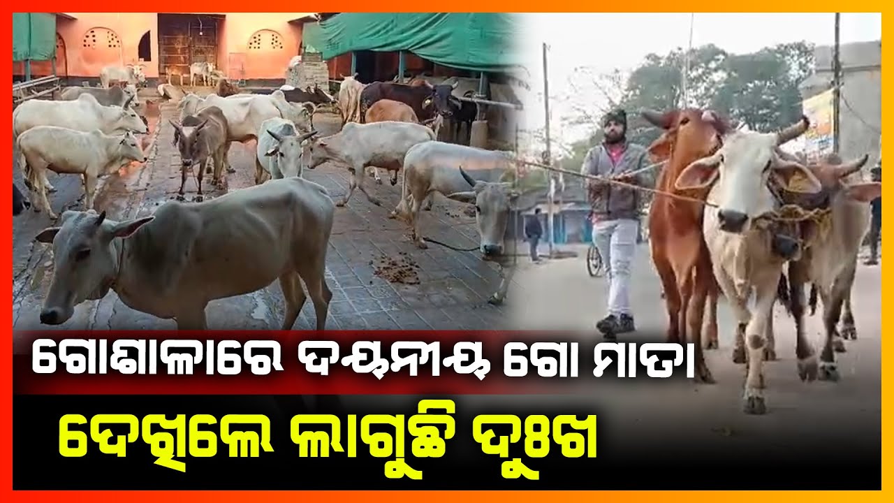 ଗୋଶାଳାରେ ଦୟନୀୟ ଗୋ ମାତା,ଦେଖିଲେ ଲାଗୁଛି ଦୁଃଖ || BHADRAK NEWS