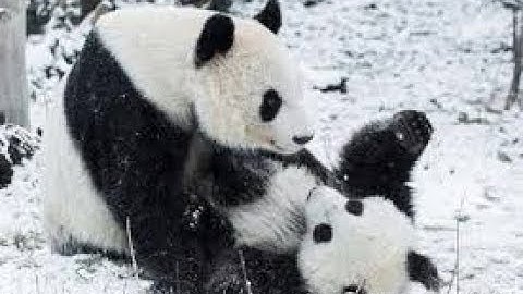 Adorable! Giant pandas