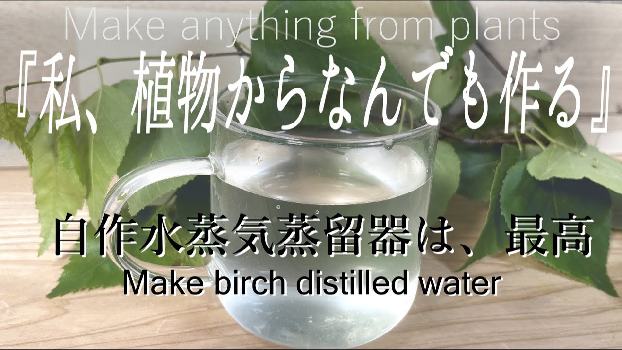 自作水蒸気蒸留器でシラカバの芳香蒸留水の作り方｜精油・アロマオイル