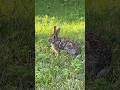 Cottontail Rabbit - Head on a Swivel