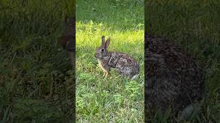 Cottontail Rabbit - Head on a Swivel