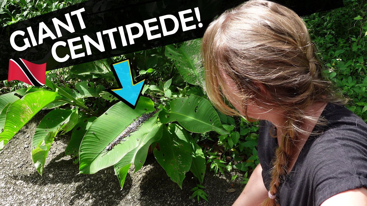 ⁣We Found the AMAZONIAN GIANT Centipede in Trinidad