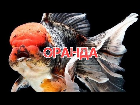 Video: Oranda