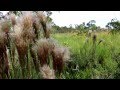 Seasonally Flooded Savanna: Barba Azul Nature Reserve, Blue-throated Macaw Conservation, Bolivia