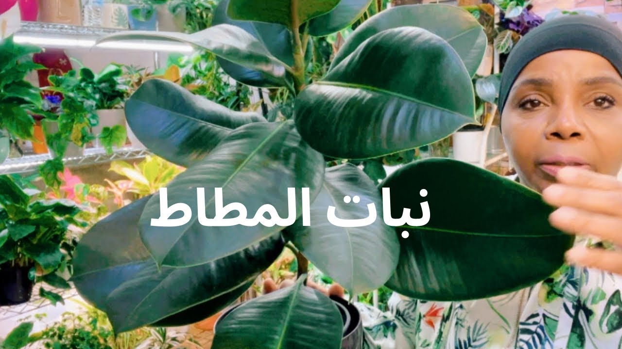 كيف العناية والاهتمام بنبات المطاط | سهلة العناية