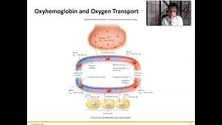 Ch 16 Respiratory System Gas Transport