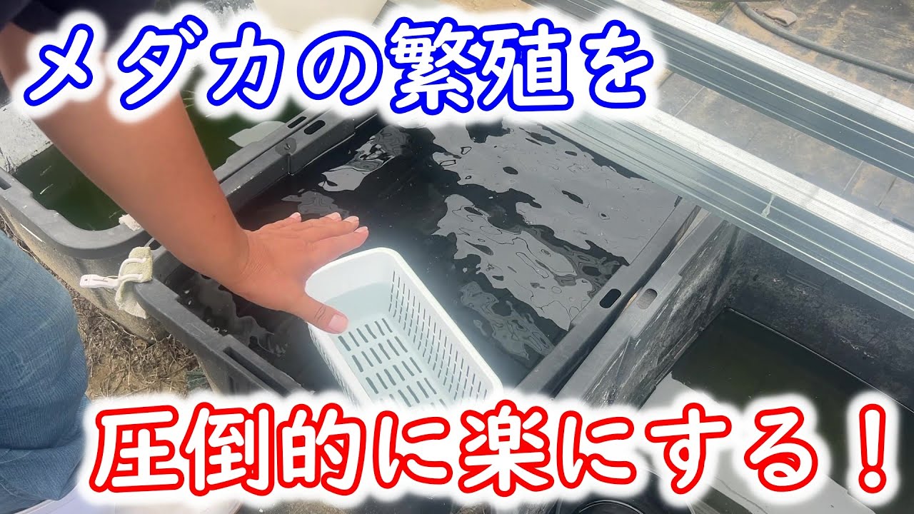 【めだか】産卵床もメチレンも使わない繁殖術！とにかく楽して爆殖を！！Ｂ型おやじ