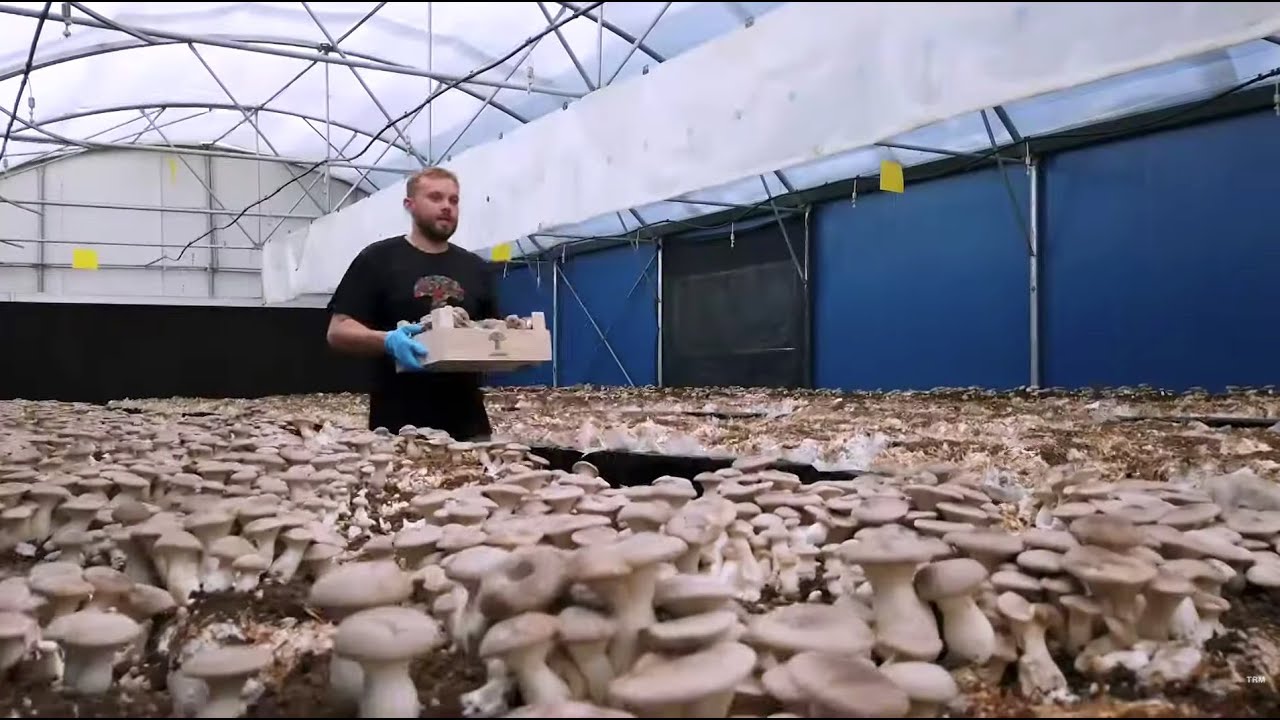 Speciale. La filiera lucana del fungo Cardoncello è realtà