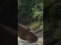 Vastatosaurus rex vs IRL Tyrannosaurus rex #prehistoricplanet #kingkong2005 #2022 #2023
