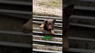 This Dog Suddenly Disappeared Into A Cattle Grid  leegatefarmmalhamtt usa