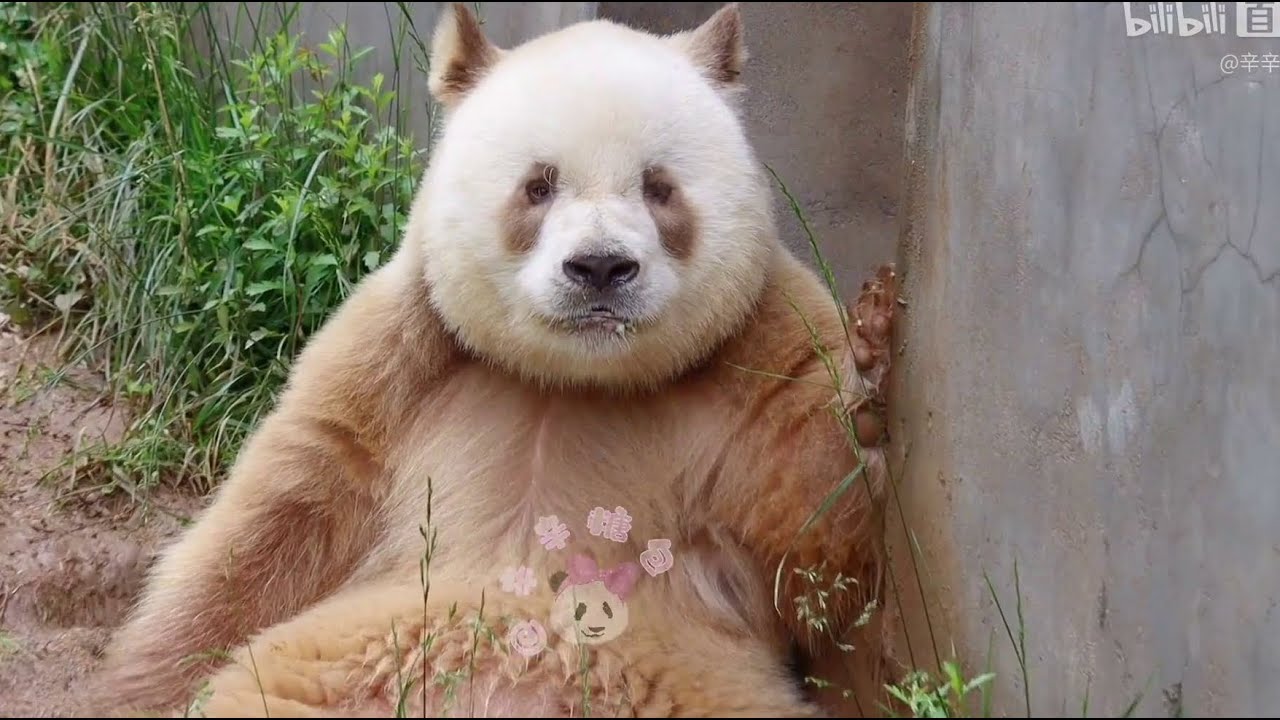 Handsome Brown Panda Boy Qi Zai ️巧克力帅哥七仔 【棕色大熊猫七仔】2022.05.21 - YouTube