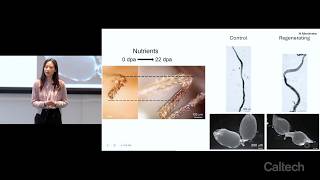 Yutian Li - Nutrient-Driven Activation of Regenertion Through Systemic Energy Reallocation