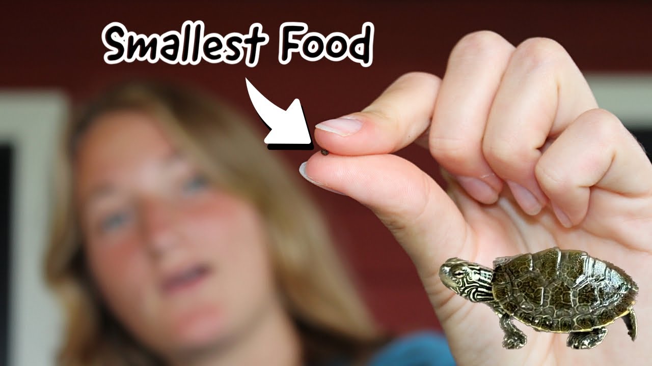 Feeding Cute BABY TURTLES World’s SMALLEST Food!! YouTube