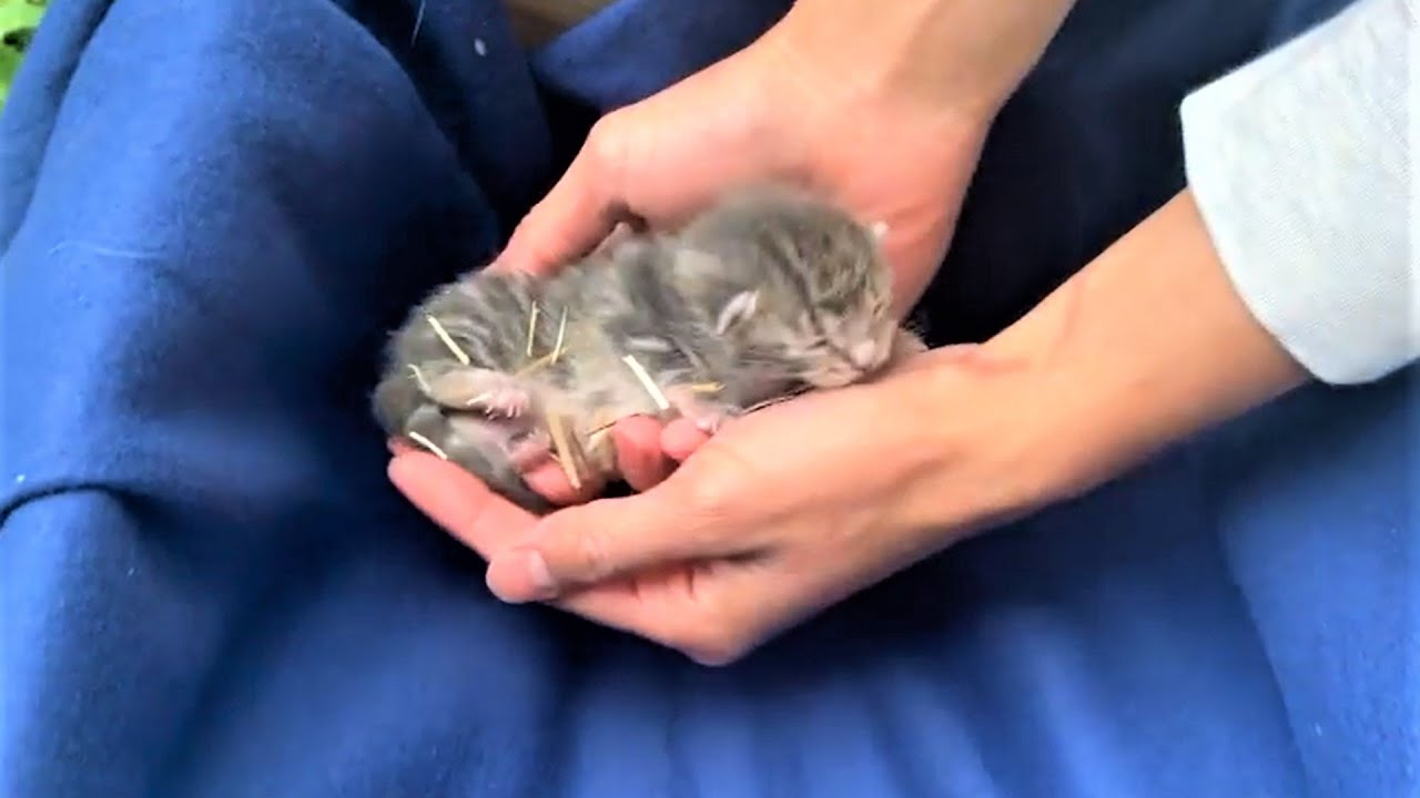 Rescue Mama Cat And Her Newborn Kittens Who're Living In A Shelter In A Backyard