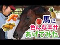 馬はどんな味が好き?馬に色々なおやつをあげてみた!