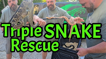 Drievoudige slangenredding