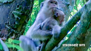 Strongest Bite Ever Pitiful Baby Monkey Brandi Very Hungry Crying Loudest Best Mum Bite So Hard