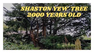 I FIND A HIDDEN 2000 YEAR OLD ENGLISH YEW TREE 🇬🇧