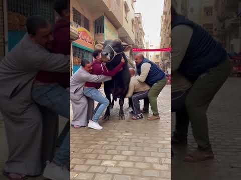 مشهد أربعة رجال في شوارع مصر يحاولون حمل ثور ضخم يزن حوالي 3000 طنا Shortsfeed Funny 
