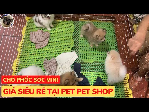 Video Chó Phốc Sóc Mini Giá Siêu Rẻ - Pet Pet Shop - youtube
