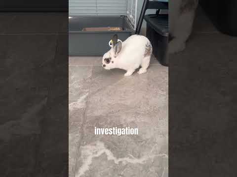 Inside The Bunnielovemha Leak Investigation