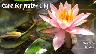 How to care water lily || All about water lily growing tips and care: पानी के पौधे