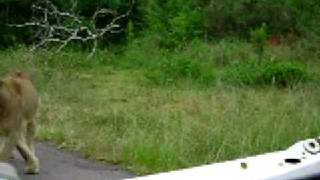 Leeuwin Heel Dicht Bij