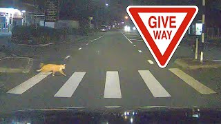 Do CATS know how to use PEDESTRIAN CROSSINGS ?!