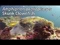 Skunk clownfish amphiprion akallopisos stock footage  pal dv