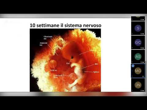 2020-10-26 Il funzionamento del corpo umano spiegato da un ingegnere chimico