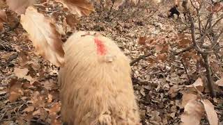 i fell in love with sheep lamb goat videos (93) لقد وقعت في حب الأغنام والماعز الحمداني سهل جبلي