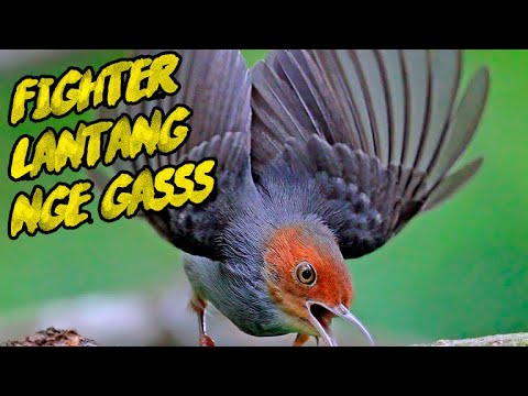 Suara Prenjak Gacor dor Ampuh💯% BIKIN PRENJAK ANDA JADI FIGHTER, COBA SAJA !!!